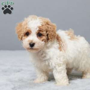 Sammy, Bich-Poo Puppy
